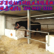 汗血马