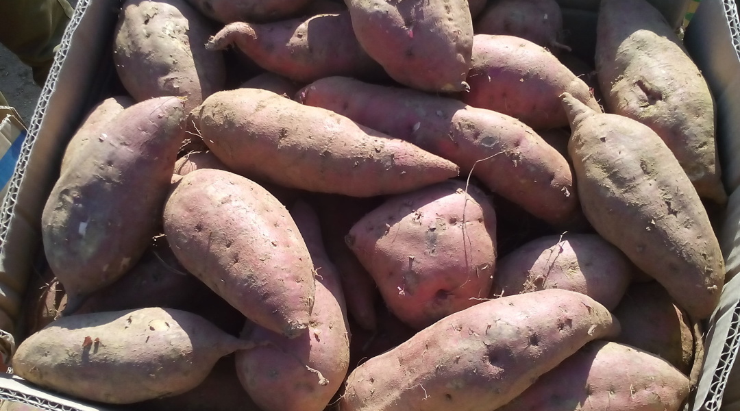 山东日照市 济薯5号红薯_农产品批发/采购_一亩田手机版