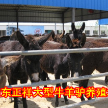 德州驴苗